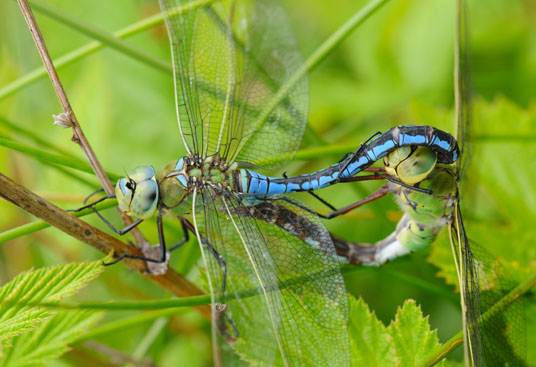 L'Anax empereur