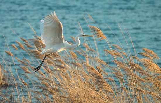 Grande Aigrette