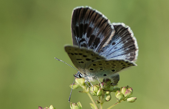 Azure du Serpolet