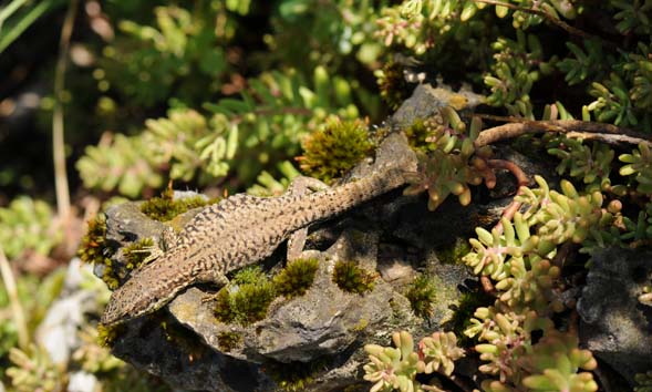 Le lézard des murailles