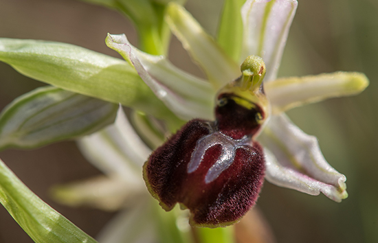 Ophrys Occidentale