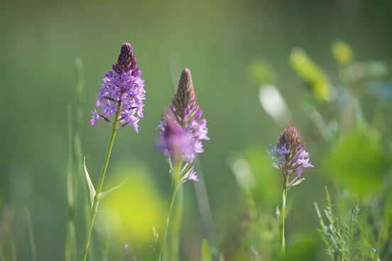 L'orchis Pyramidal