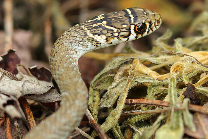 Sssss comptons les reptiles !