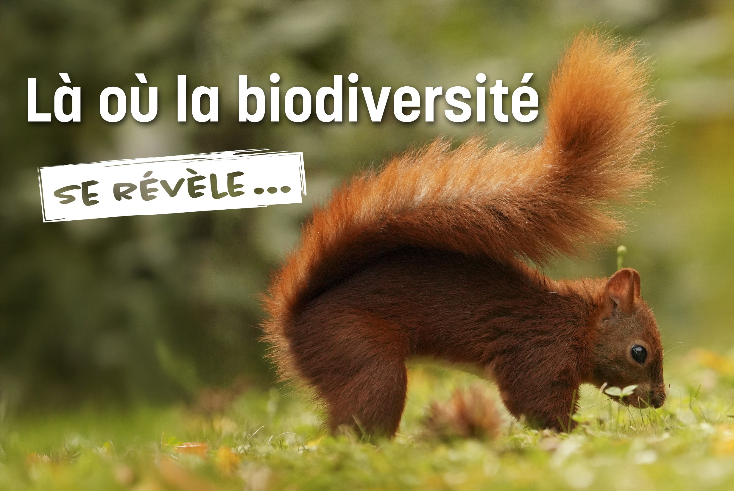 Réouverture de la Gare des Ramières, maison de la Réserve, le 4 avril 2026 : une nouvelle saison démarre ! 